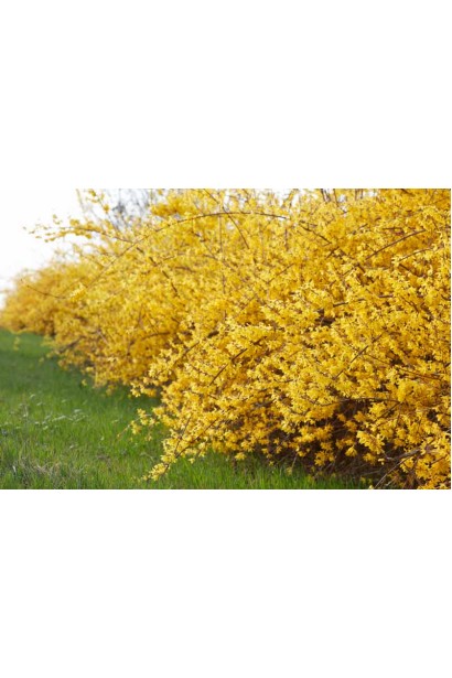 Живопліт з форзиції Golden Times